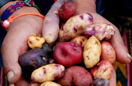 potatoes-1024x530